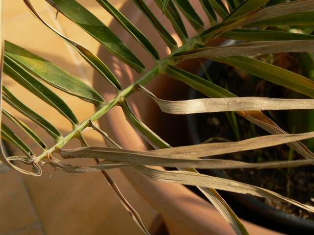 P1040363-1.JPG