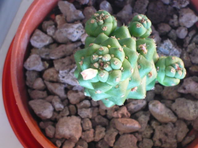 P1040402.jpg