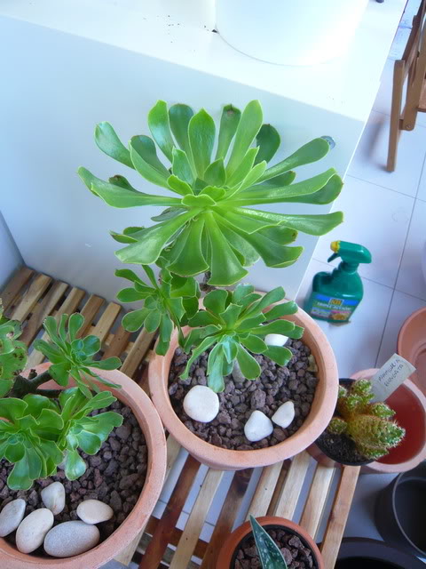 P1040404.jpg
