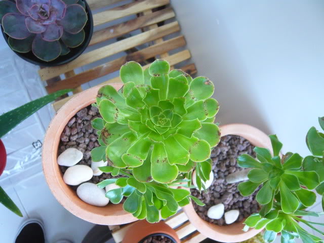 P1040406.jpg