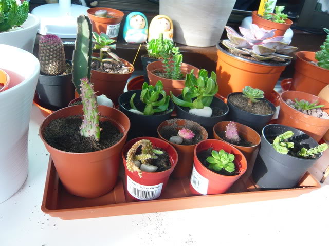 P1040413.jpg
