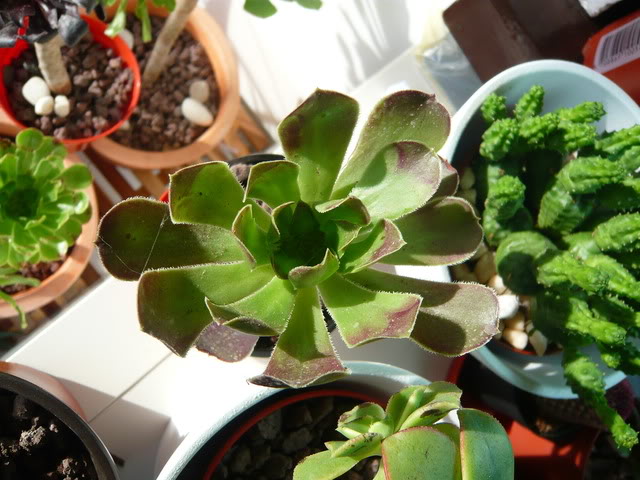 P1040415.jpg