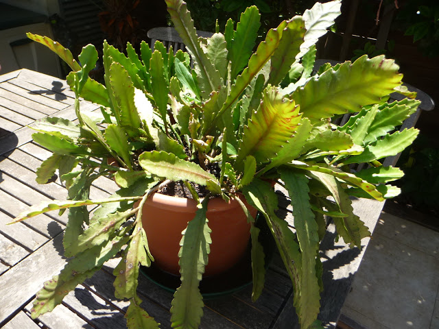 P1040424.JPG