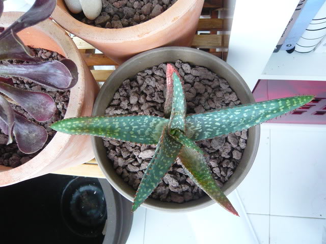 P1040438.jpg