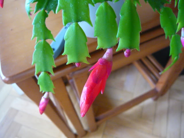 P1040442.jpg