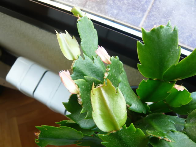 P1040448.jpg