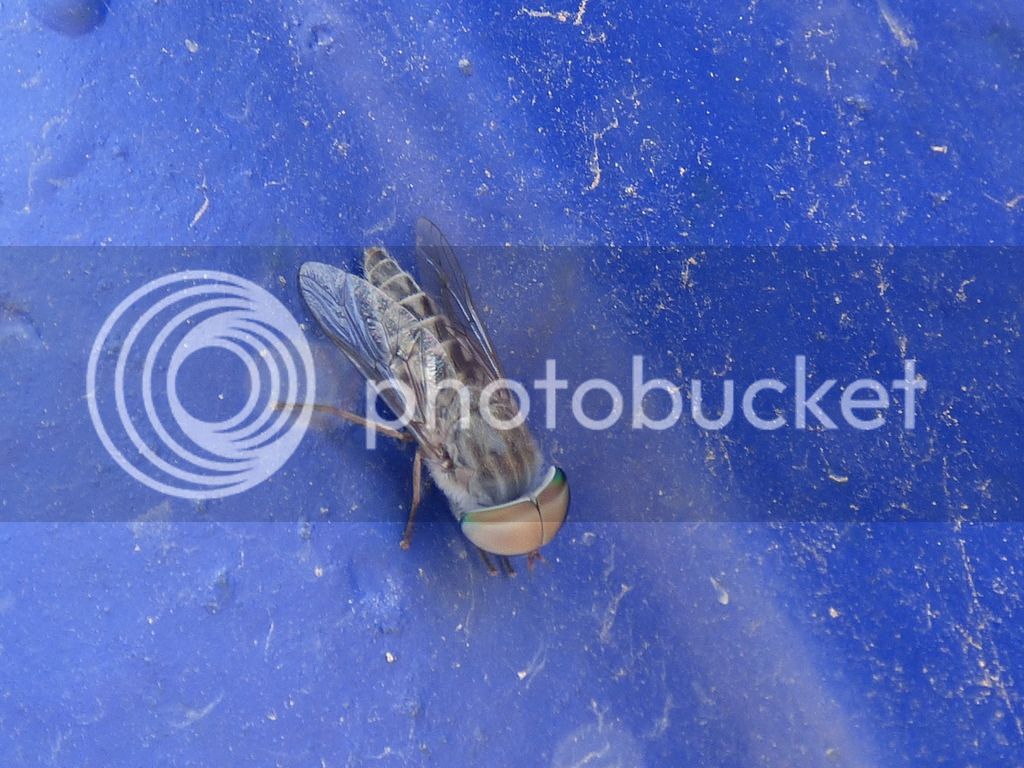 P1040465_zpse4cgiv9s.jpg
