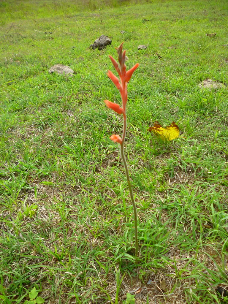 P1040487-1.jpg