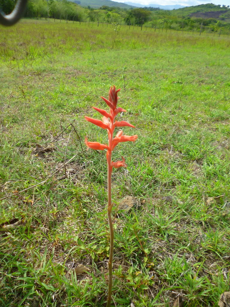 P1040492-1.jpg