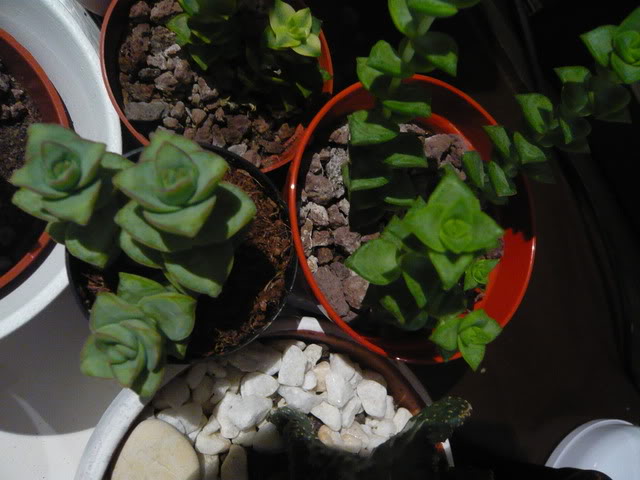 P1040508.jpg