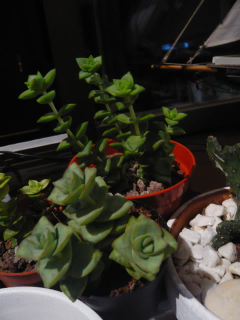 P1040511.jpg
