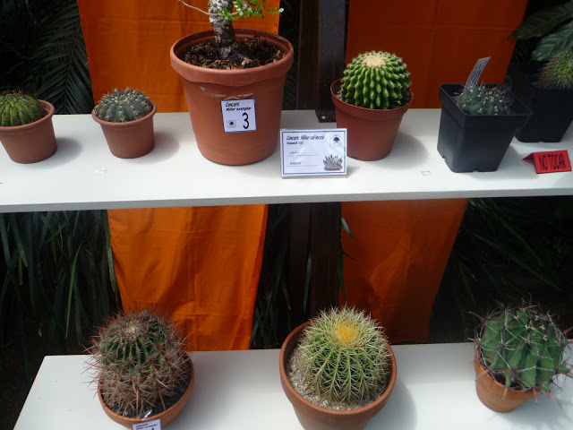 P1040531.JPG