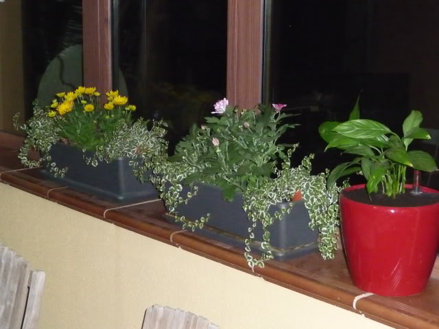 P1040537.jpg