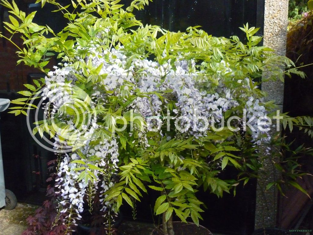 P1040913_zpsrglwba7g.jpg