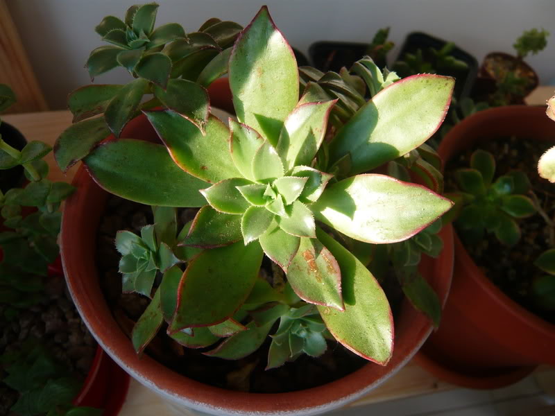 P1040929.jpg