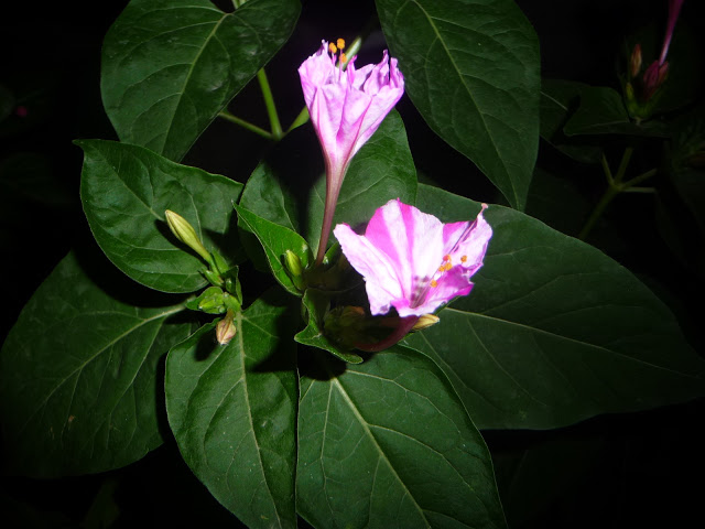 P1040934.JPG