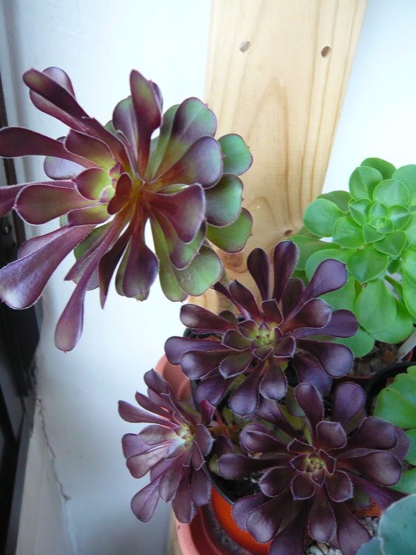 P1050006.jpg