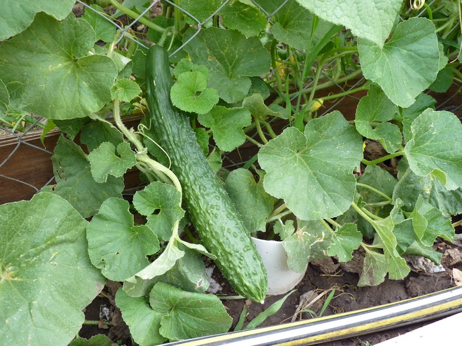 P1050006.JPG