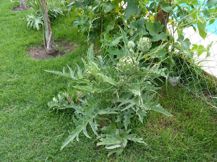 P1050014.JPG