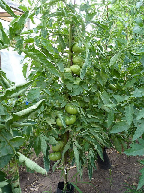P1050016.JPG