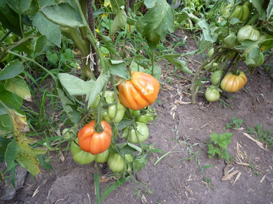 P1050018.JPG