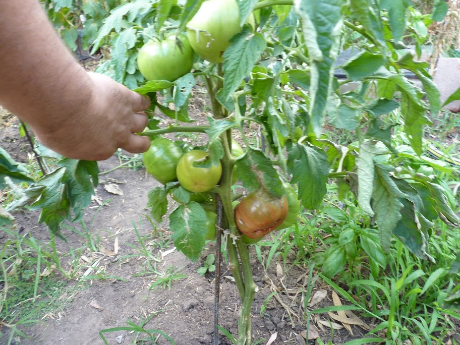 P1050020.JPG