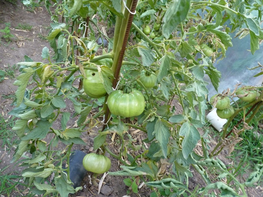 P1050021.JPG