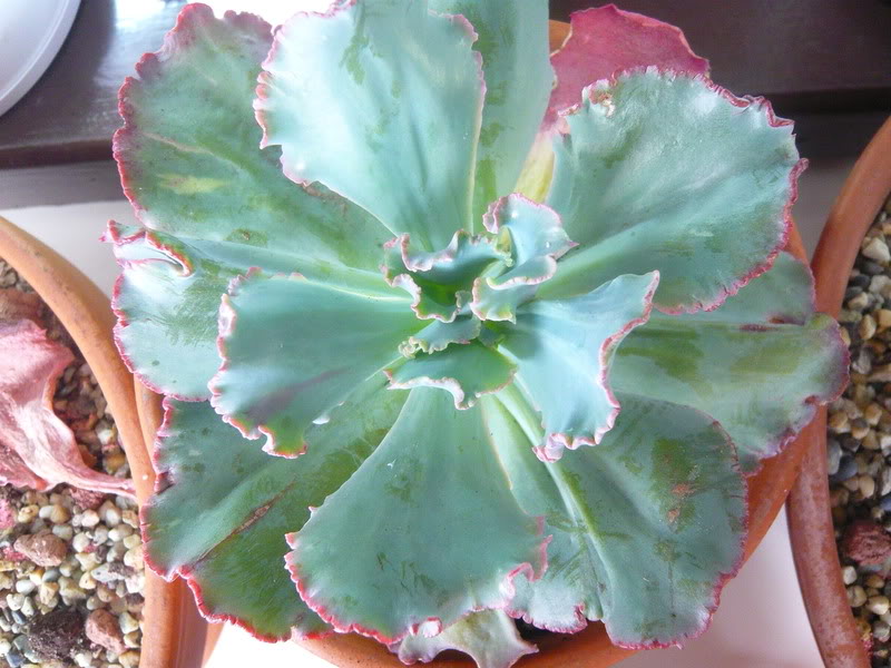 P1050041.jpg