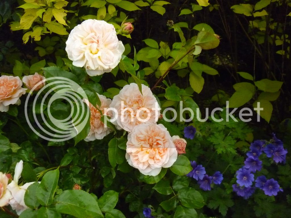 P1050048_zpsedsa0hxs.jpg