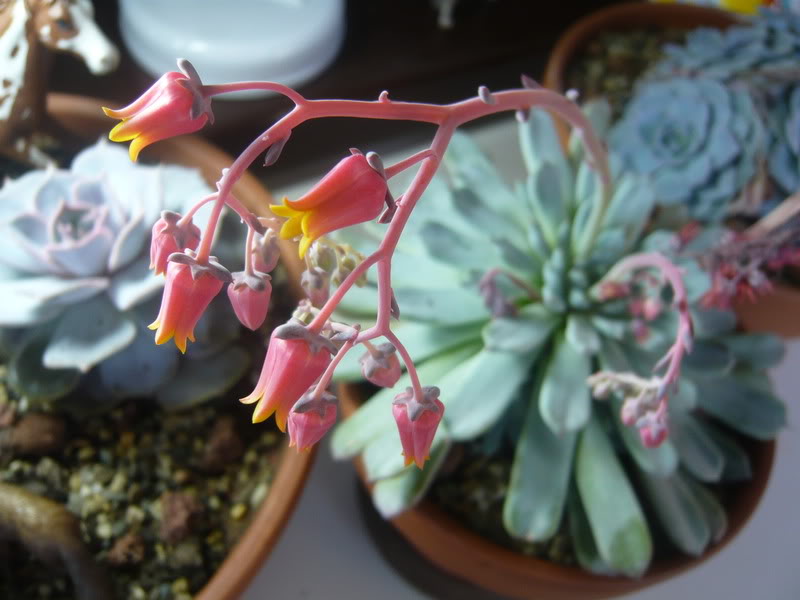 P1050070.jpg