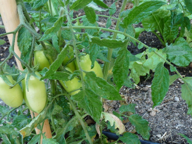 p1050072.jpg