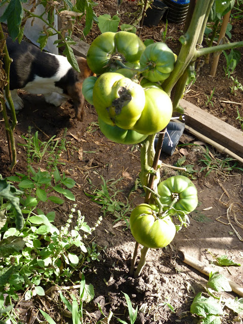 P1050074.JPG
