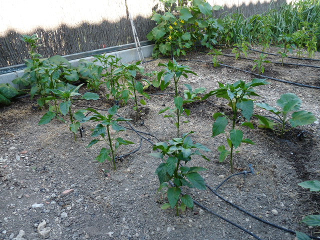 p10500741.jpg