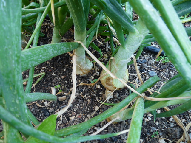p10500781.jpg