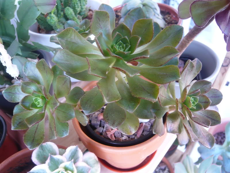 P1050079.jpg