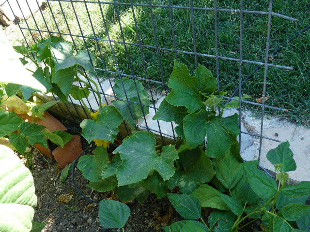 p10500801.jpg