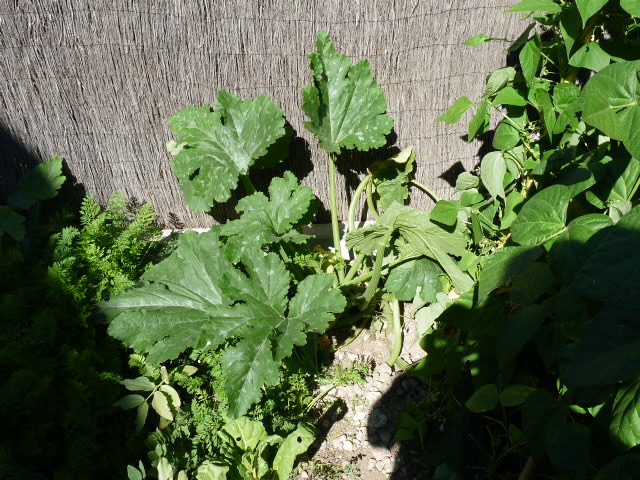 p10500811.jpg
