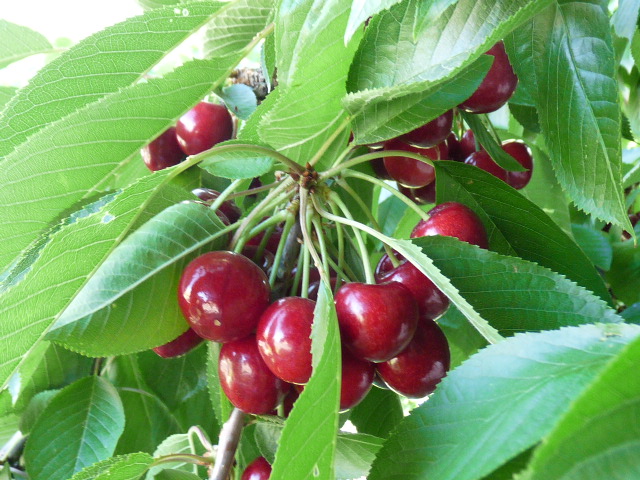 p1050082.jpg