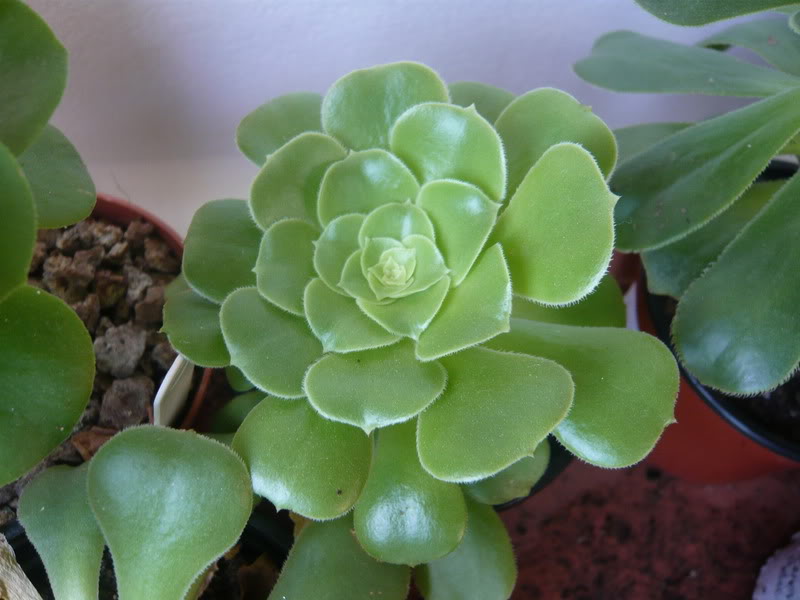 P1050086.jpg