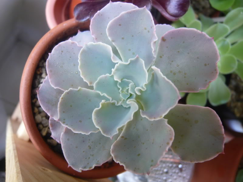 P1050092.jpg