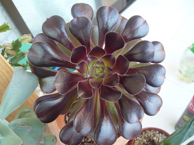 P1050100.jpg