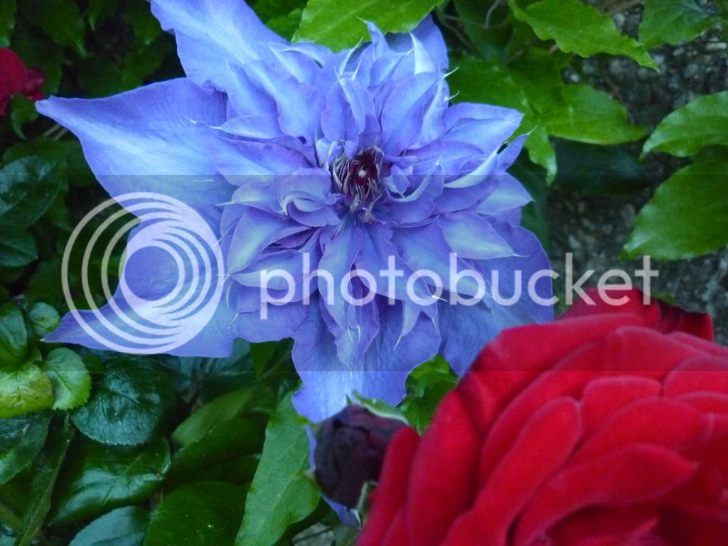 P1050136_zps8ql6qfsu.jpg