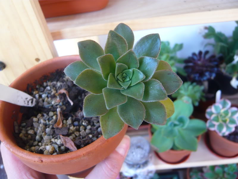 P1050144.jpg