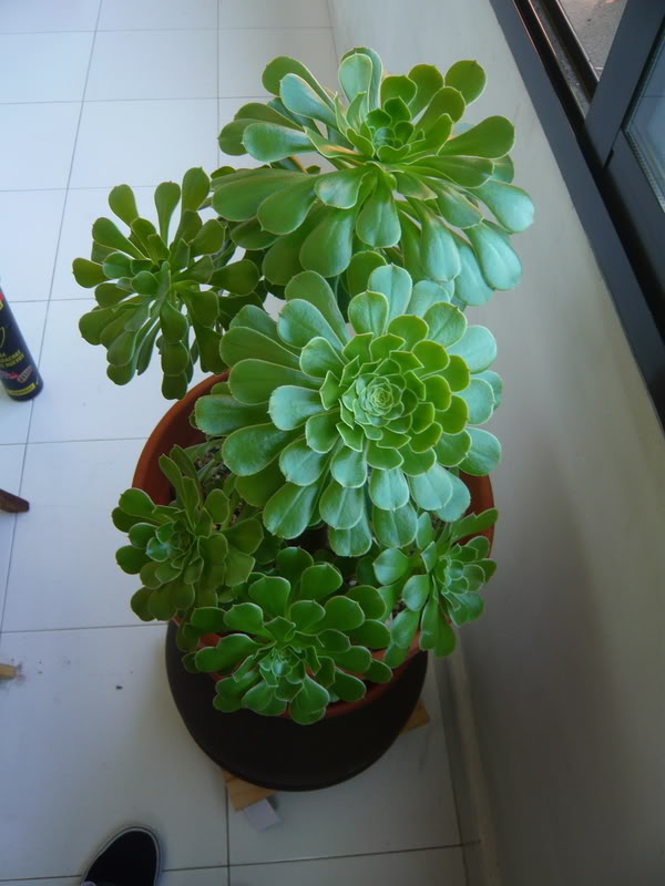 P1050164.jpg