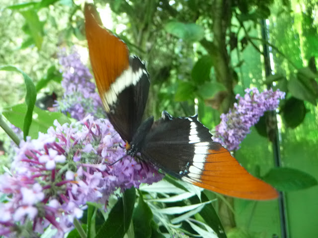 P1050174.JPG