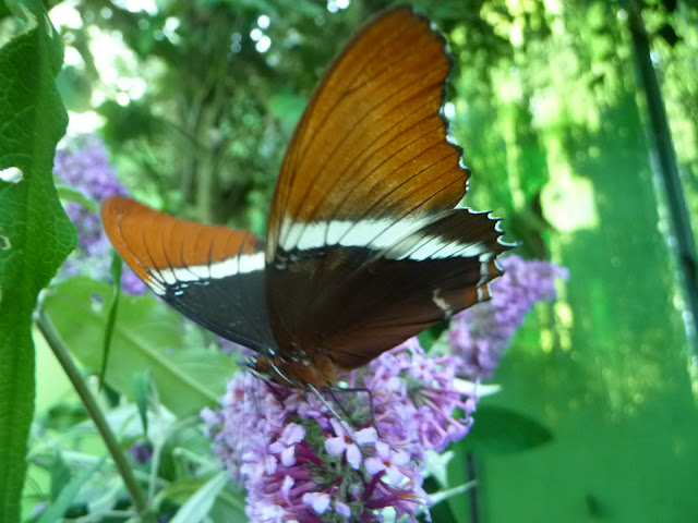 P1050175.JPG