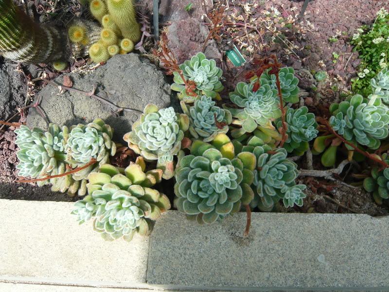 P1050181.jpg