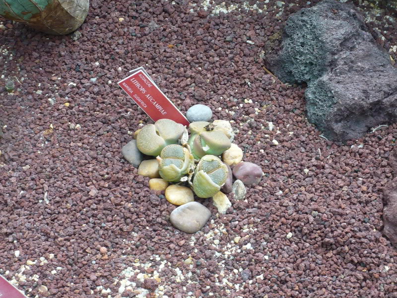 P1050184.jpg