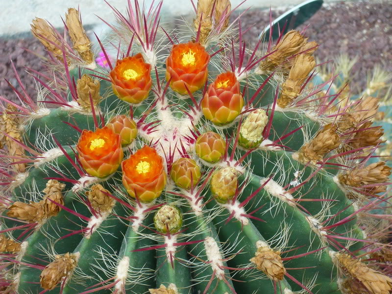 P1050187.jpg