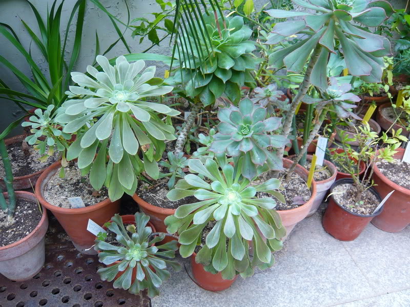 P1050190.jpg